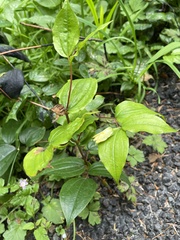 Prosartes smithii