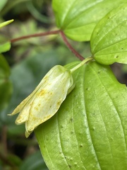 Prosartes smithii