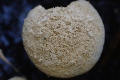 Asterophora lycoperdoides