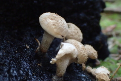 Asterophora lycoperdoides