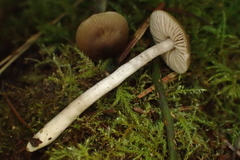Lyophyllaceae