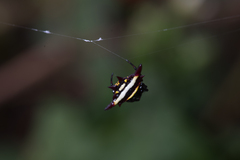 Gasteracantha fornicata