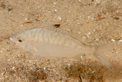 Gerres subfasciatus