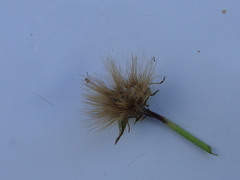 Microseris scapigera