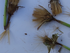 Microseris scapigera