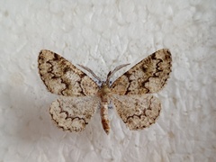 Cleorodes lichenaria