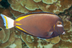 Acanthurus nigricans