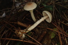 Agaricus diminutivus