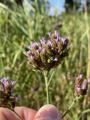 Verbena