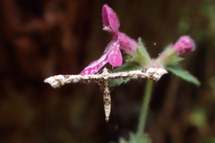 Amblyptilia pica