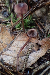 Mycena sanguinolenta
