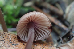 Mycena sanguinolenta