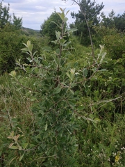 Pyrus elaeagrifolia