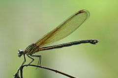 Euphaea ochracea