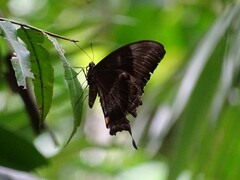 Papilio ulysses