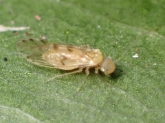 Trichopsocus clarus
