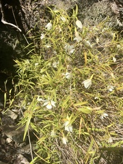 Dendrobium cunninghamii