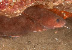 Lotella rhacina