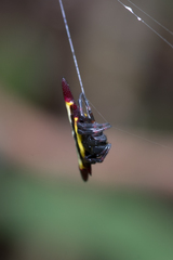 Gasteracantha fornicata