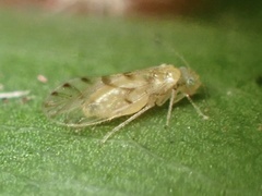 Trichopsocus clarus