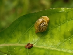 Helicarion perfragilis