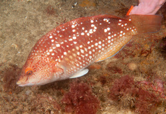Notolabrus gymnogenis