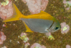 Schuettea scalaripinnis
