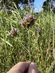Verbena