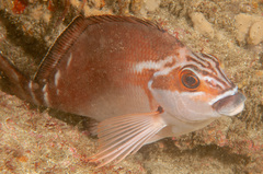 Morwong fuscus