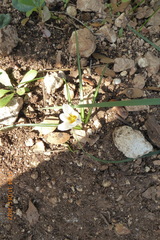Crocus hyemalis
