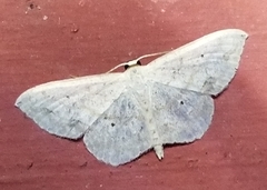Scopula umbilicata