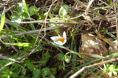 Crocus hyemalis