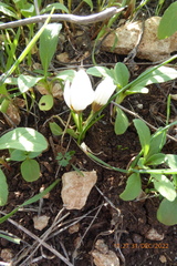 Crocus hyemalis