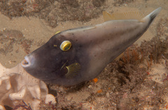 Eubalichthys bucephalus