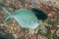 Scorpis lineolata