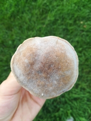 Fungi