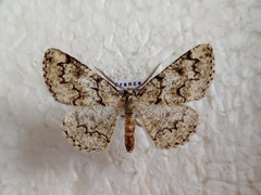 Cleorodes lichenaria