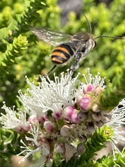 Lipotriches australica