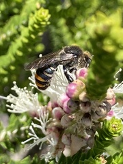 Lipotriches australica