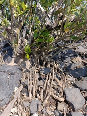 Avicennia marina