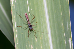 Phaenacantha australiae