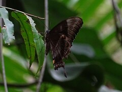 Papilio ulysses