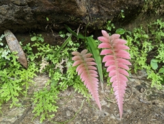 Blechnum occidentale