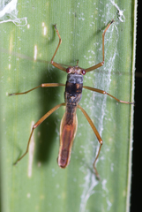 Phaenacantha australiae