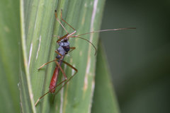 Phaenacantha australiae