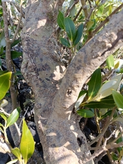 Avicennia marina