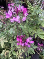 Cleome houtteana