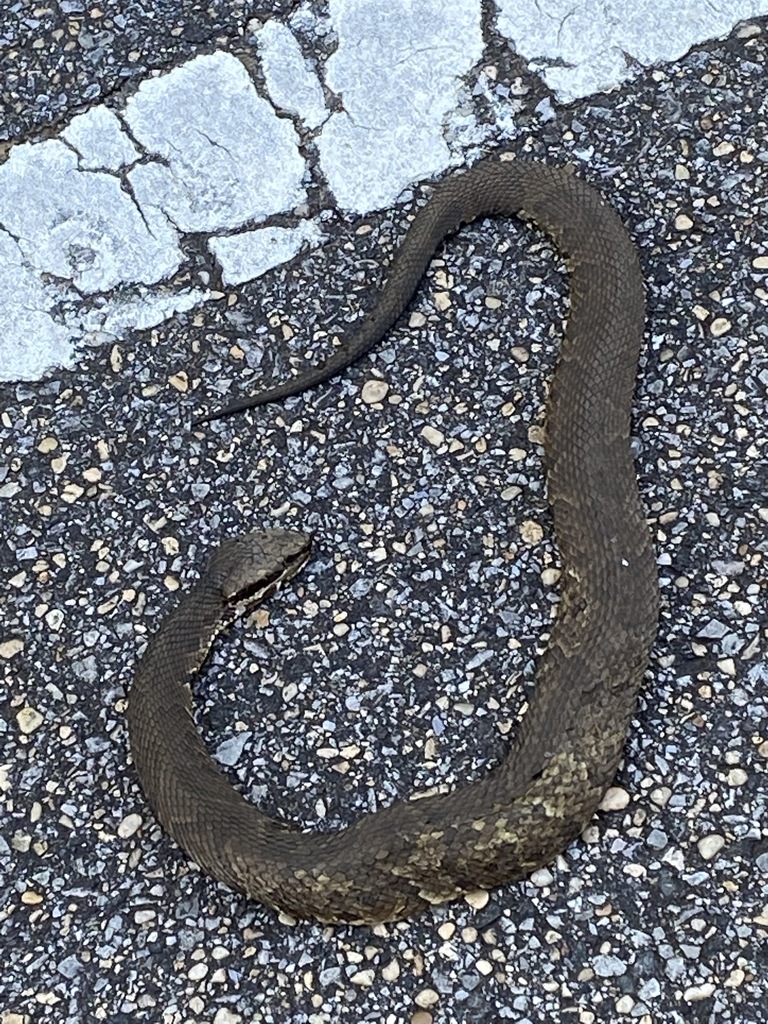 Northern Cottonmouth from St. Hwy 41 near Deer Swamp Rd., Monroe County ...