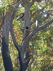 Eucalyptus marginata marginata