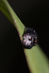 Simaethina